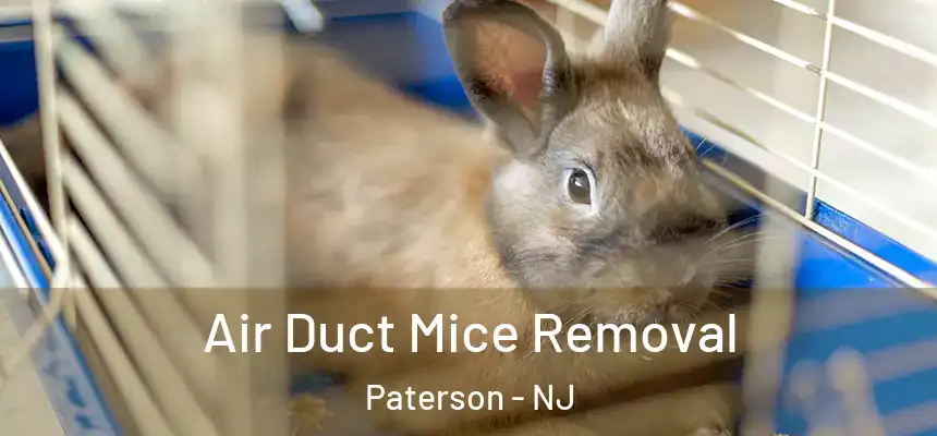Air Duct Mice Removal Paterson - NJ